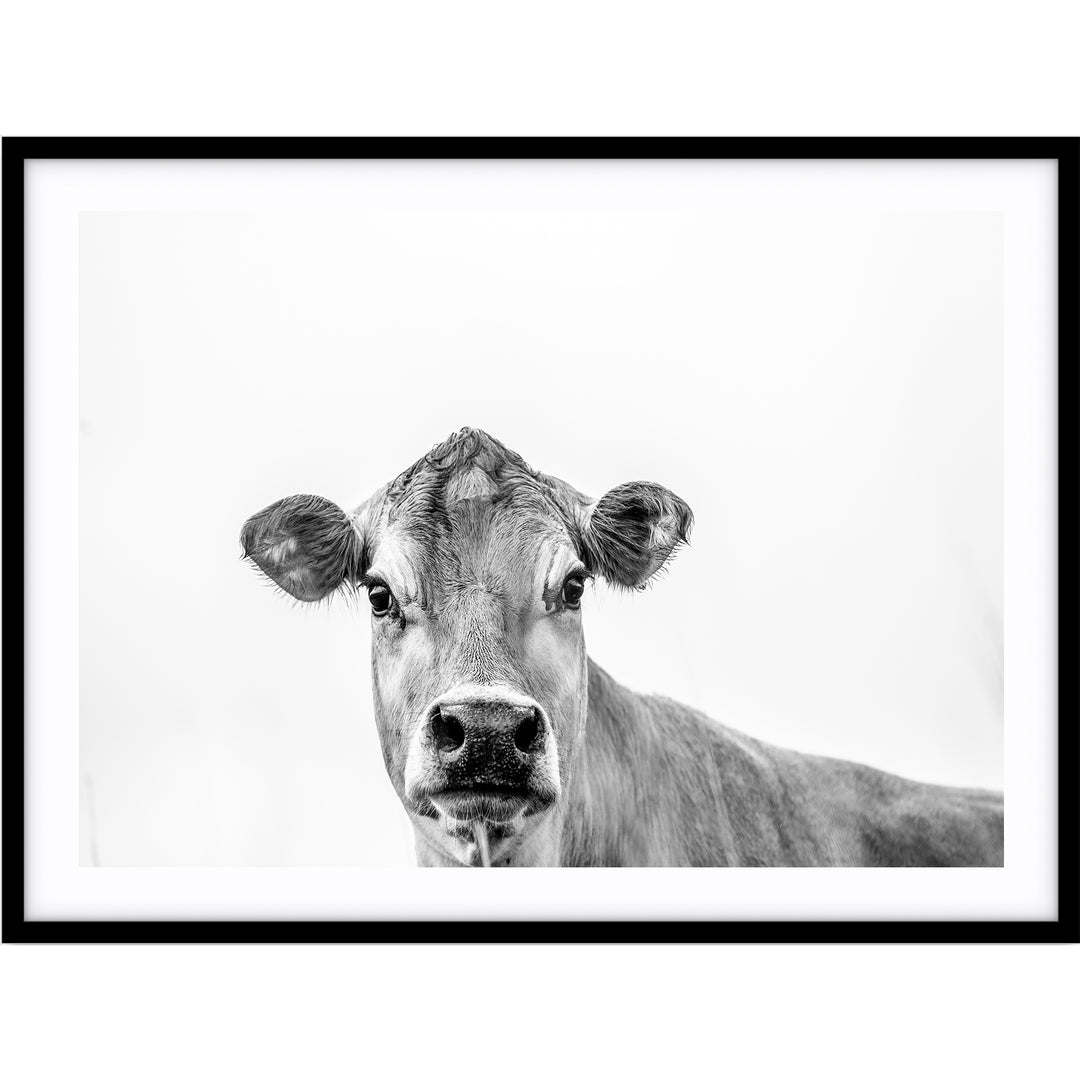 Jersey Cow B+W