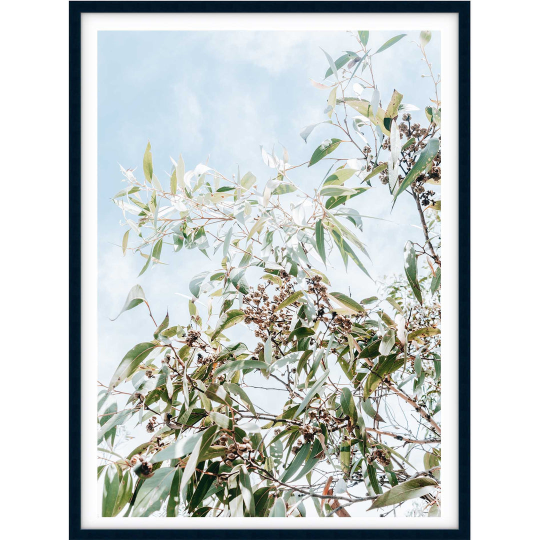 Eucalyptus Tree - Frazer Beach