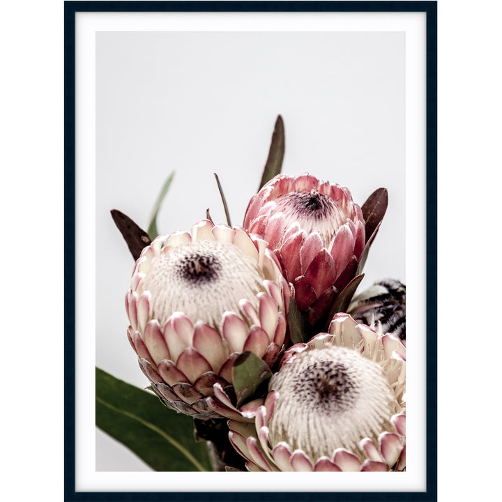 Protea I