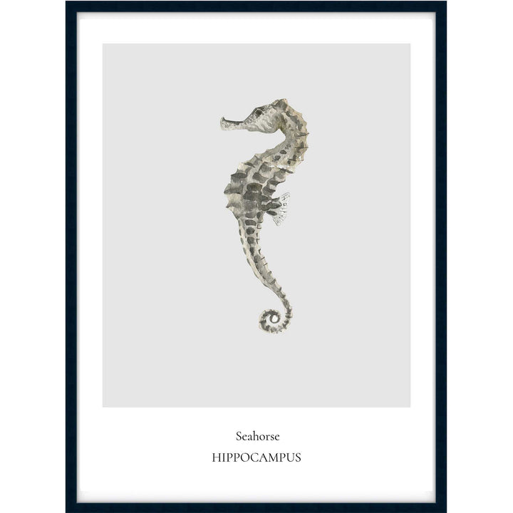 Seahorse