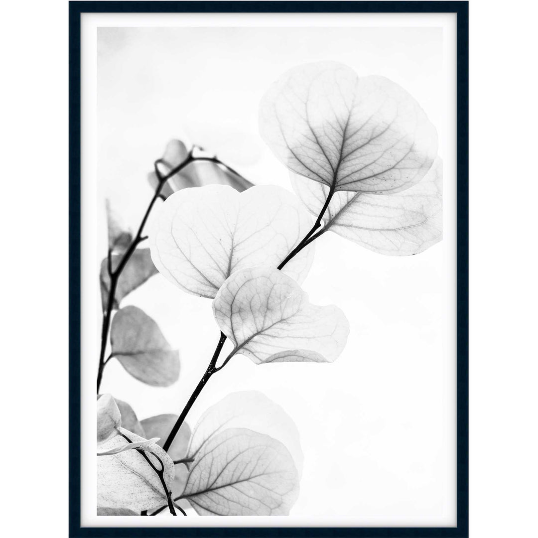 Dried Eucalyptus II - B&W