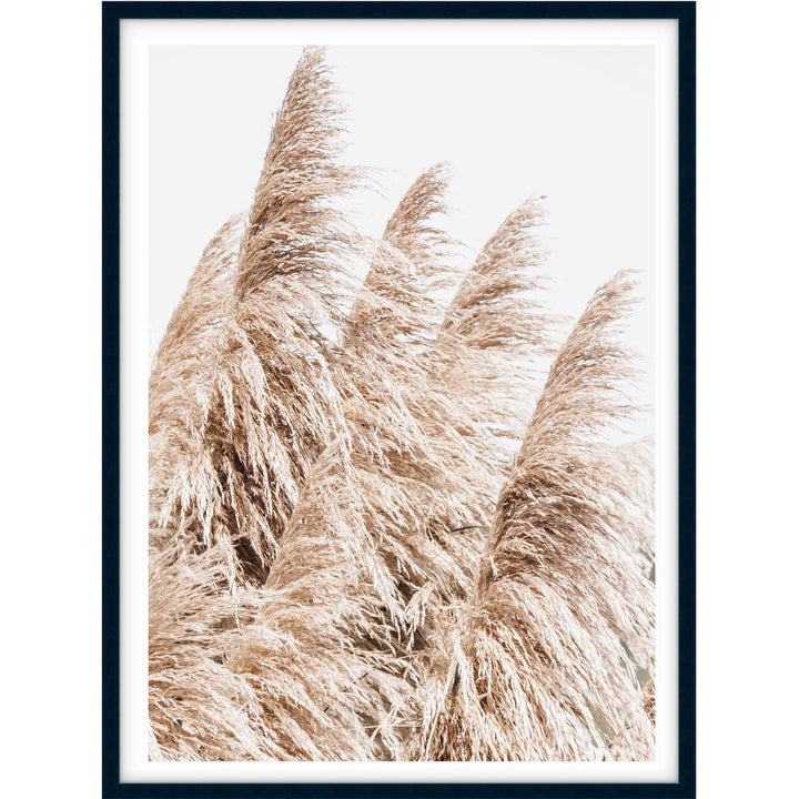 Pampas Grass no.3