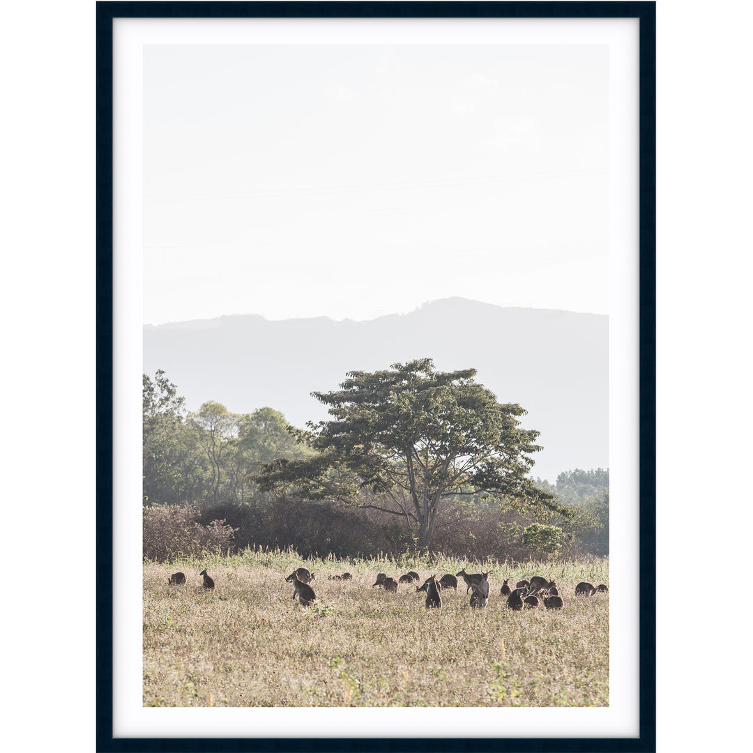 Paddock of Roos - Cairns