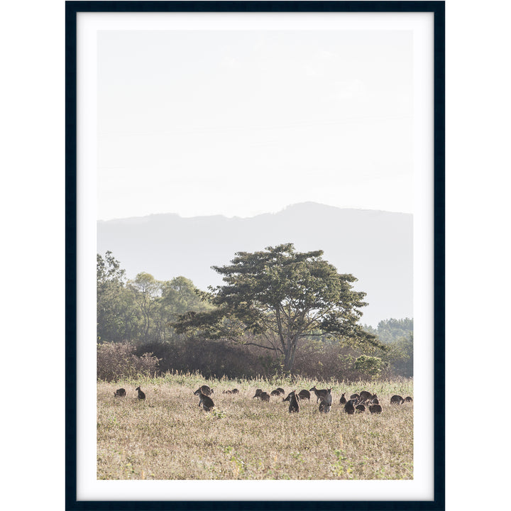 Paddock of Roos - Cairns