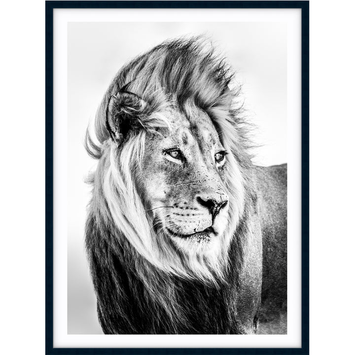 Lion - B&W