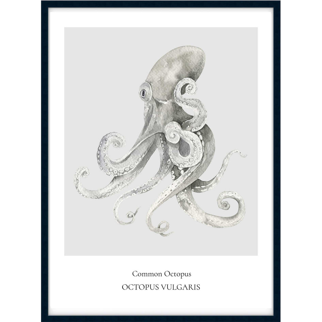 Common Octopus