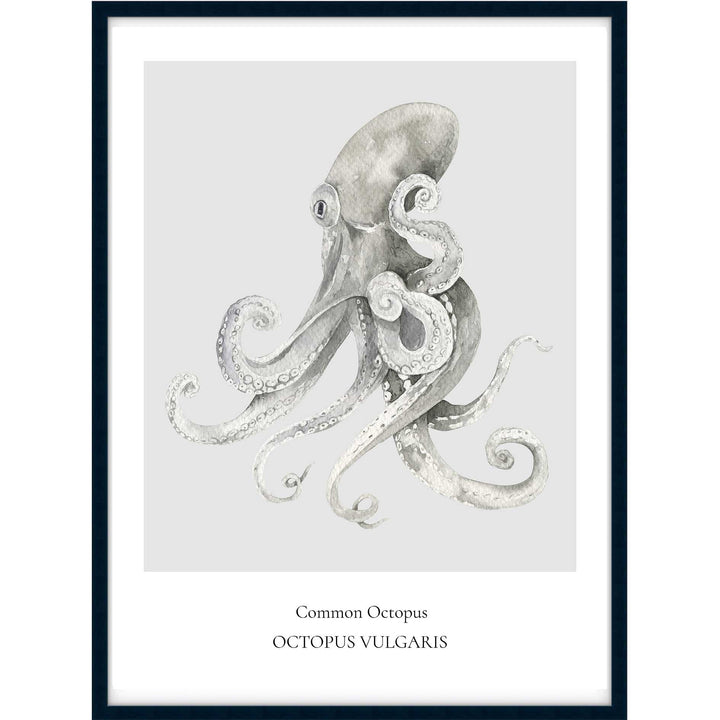 Common Octopus