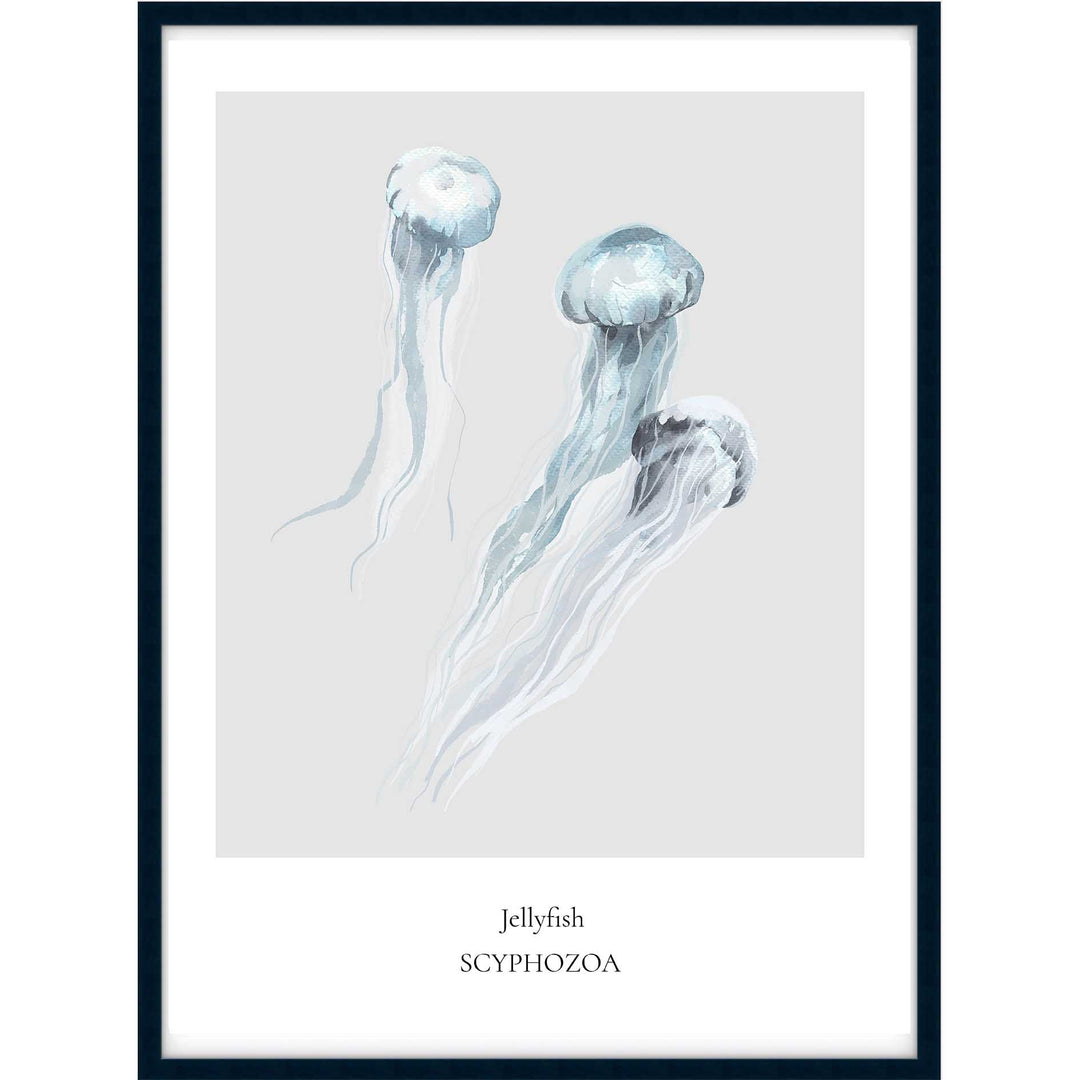 Jellyfish