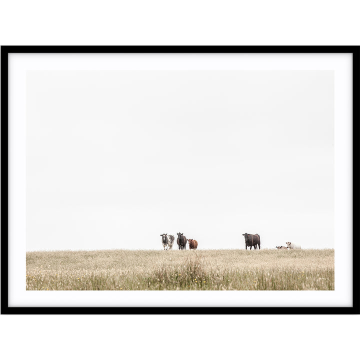 The Herd - Country Victoria