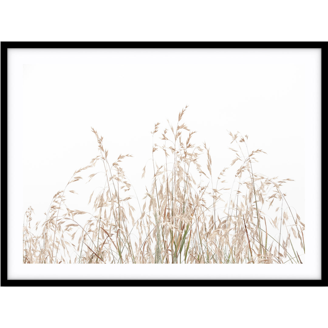 Country Grass no.1 - LS