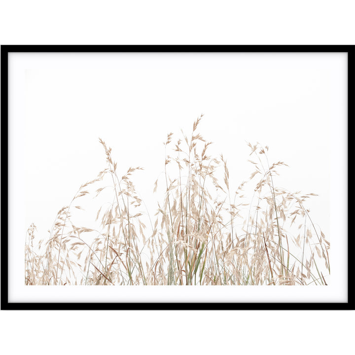 Country Grass no.1 - LS