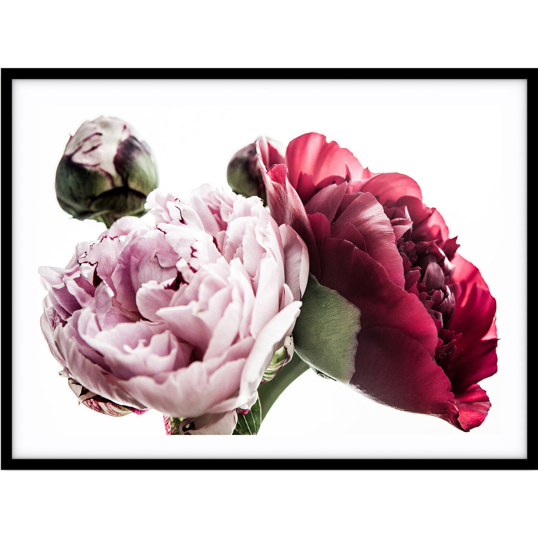 Peony Trio