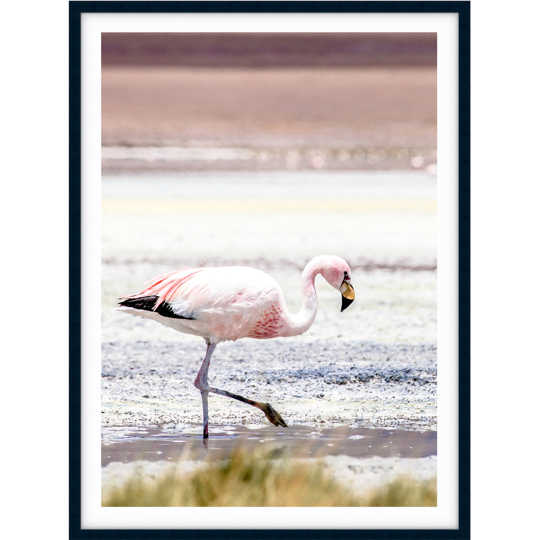 Flamingo - Bolivia