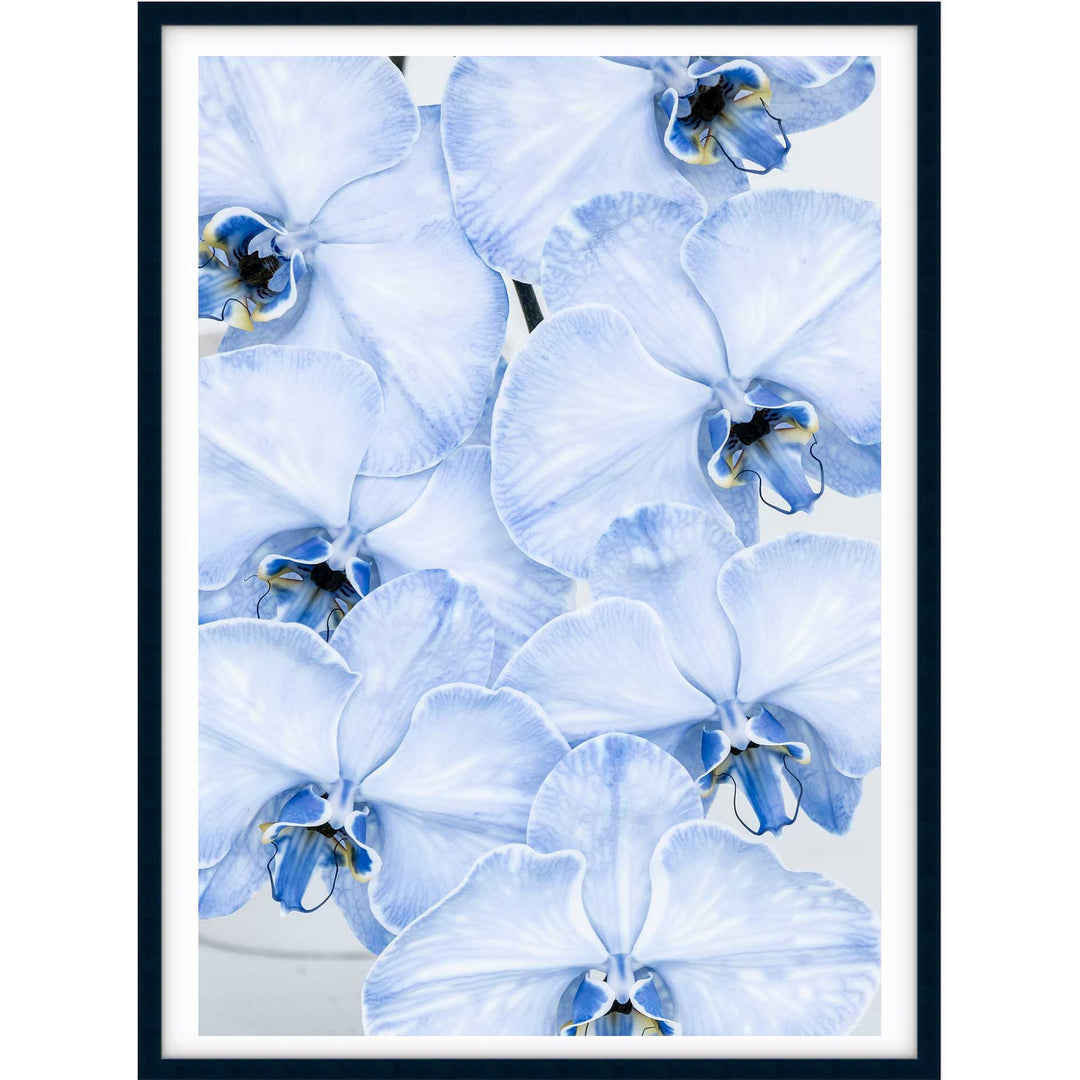 Blue Orchid no.1