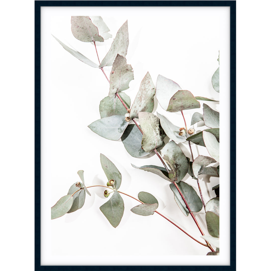 Eucalyptus Leaves no.1