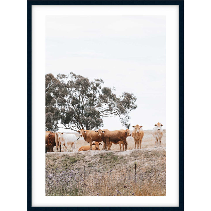 Country Cattle I