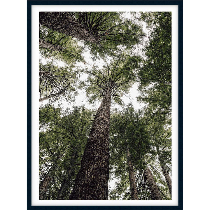 Californian Redwoods no.1 - The Otways
