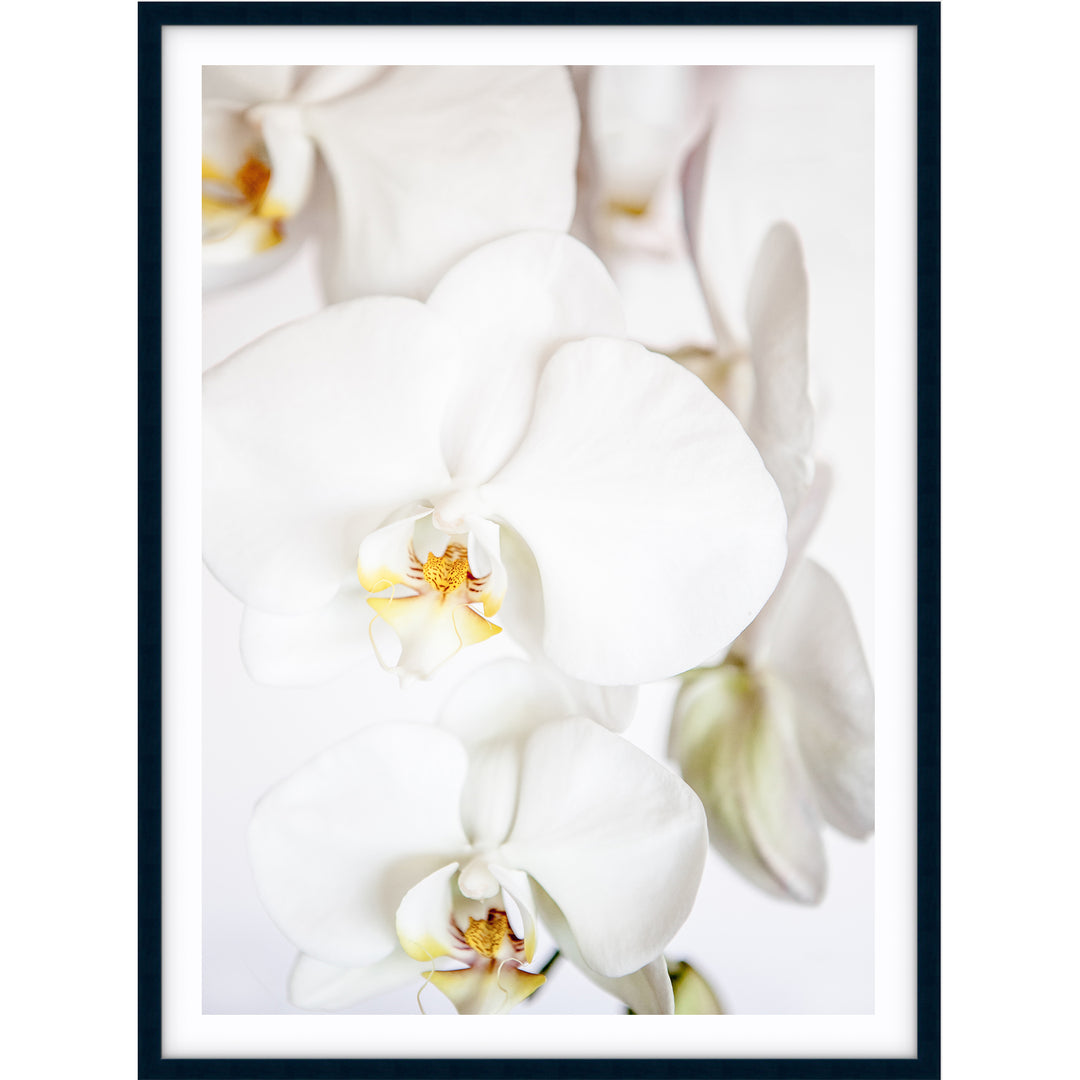 Orchid II