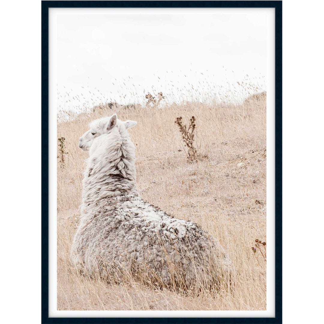 Outback Alpaca - Country Victoria