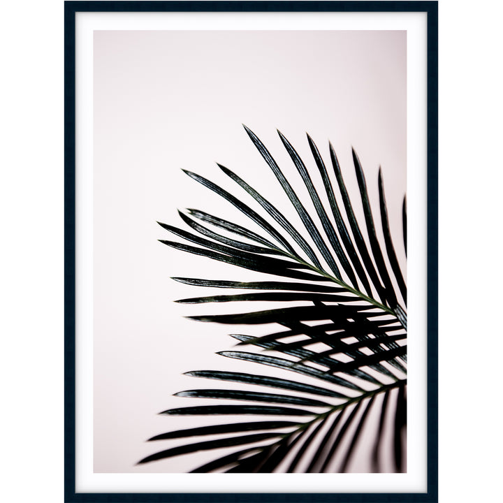 Sago Palm II