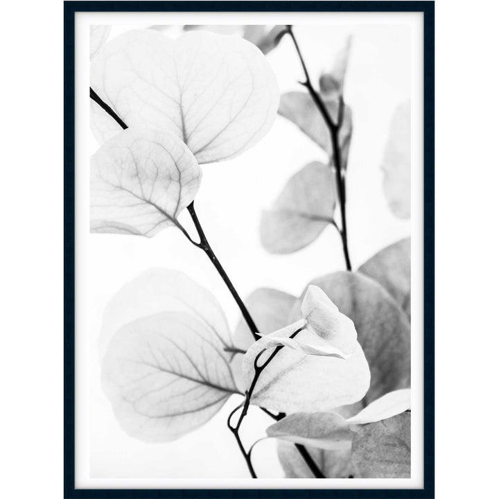 Dried Eucalyptus I - B&W