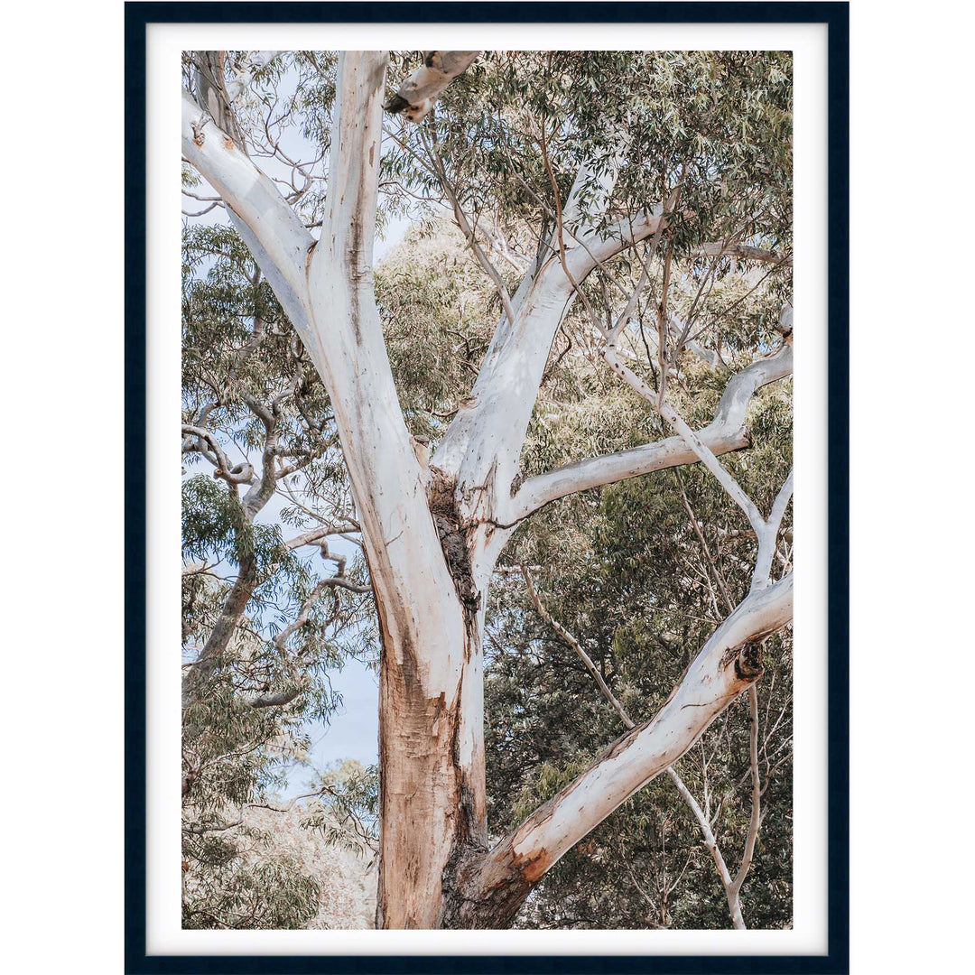 White Gum - Nelsons Bay