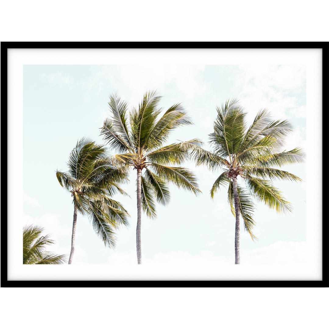 Tropical Palms II