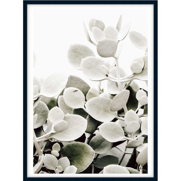 Sage Succulents