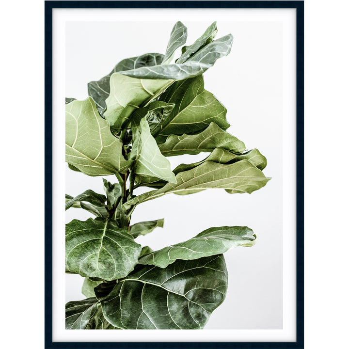 Fiddle Leaf no.1