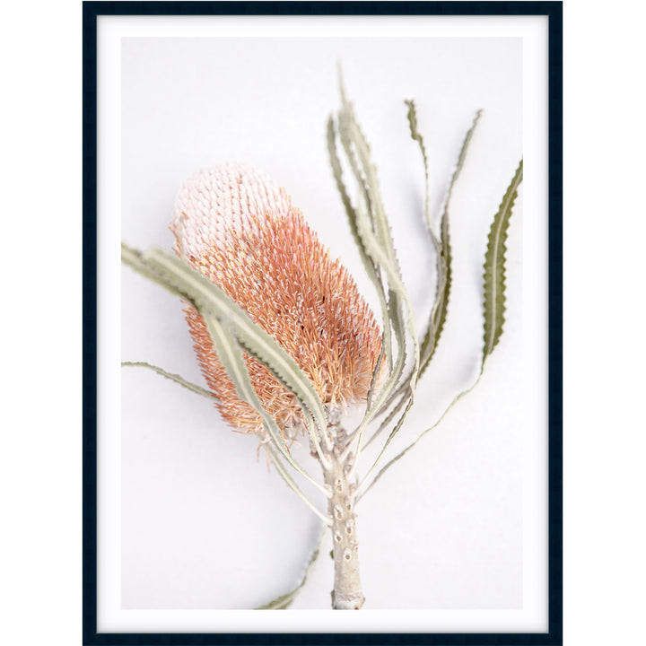 Banksia I