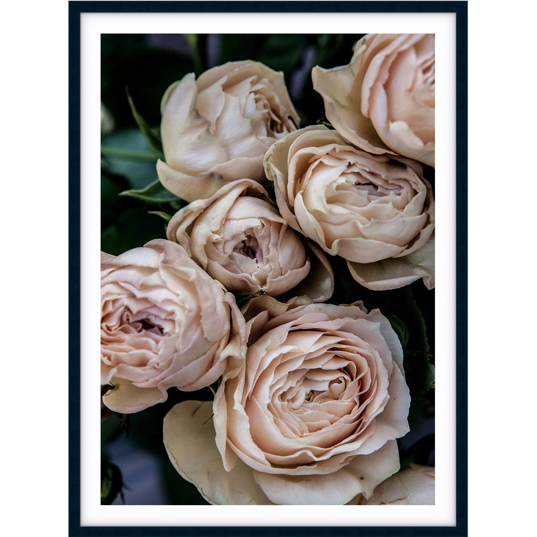 Vintage Rose I
