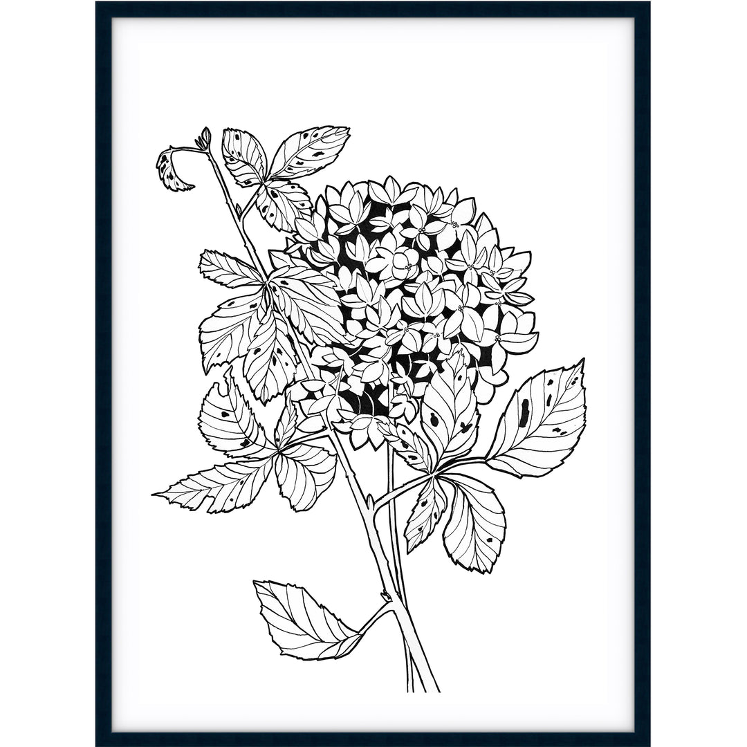 Hydrangea Sketch