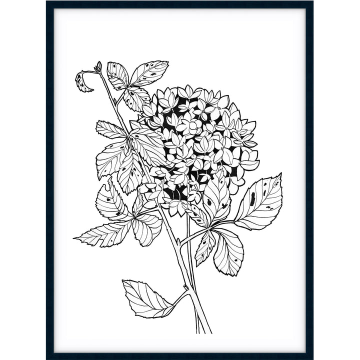 Hydrangea Sketch