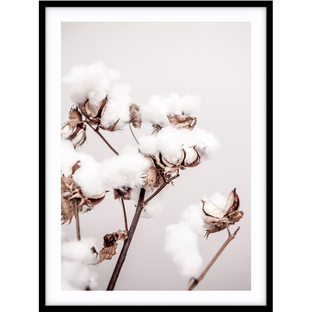 Cotton Plant
