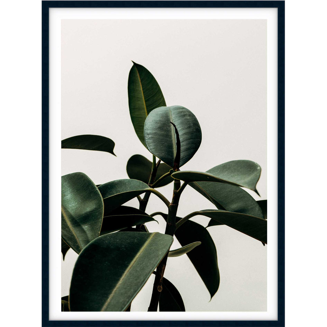 Rubber Plant