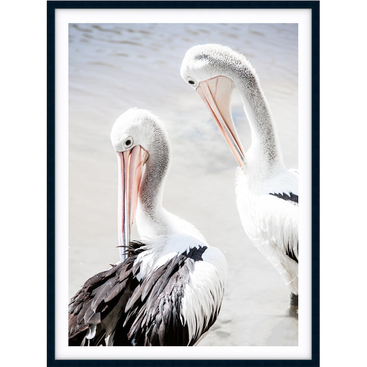 Pelicans