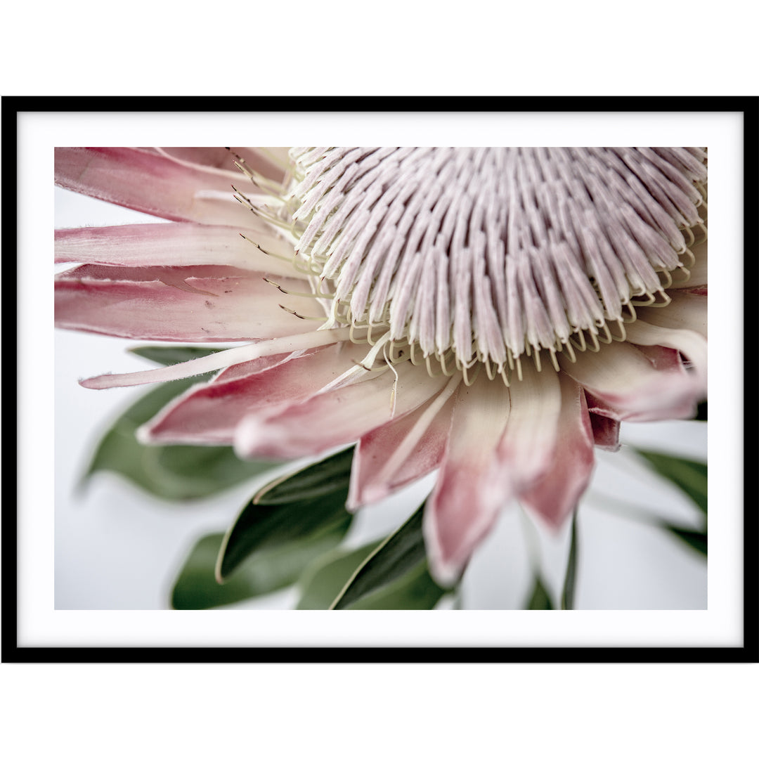 King Protea III