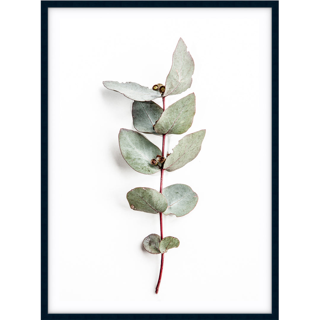 Eucalyptus Leaves no.2