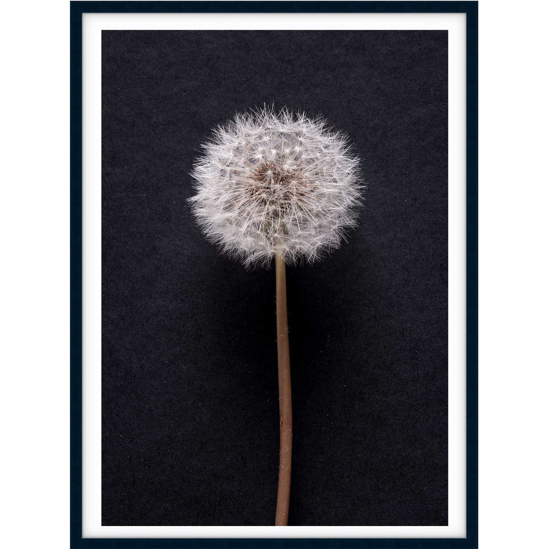 Dandelion no.3