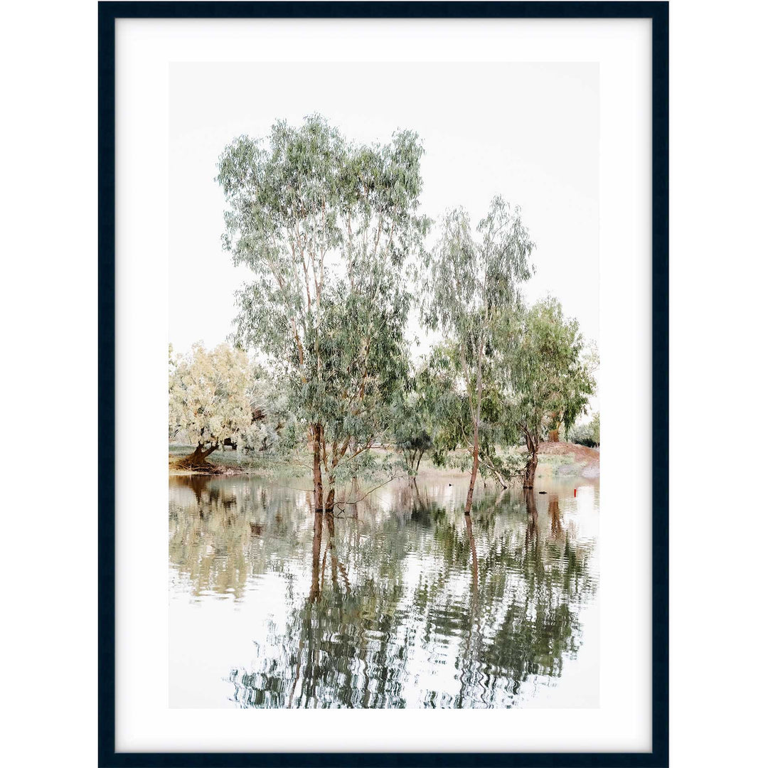 The Darling River Gum Trees I