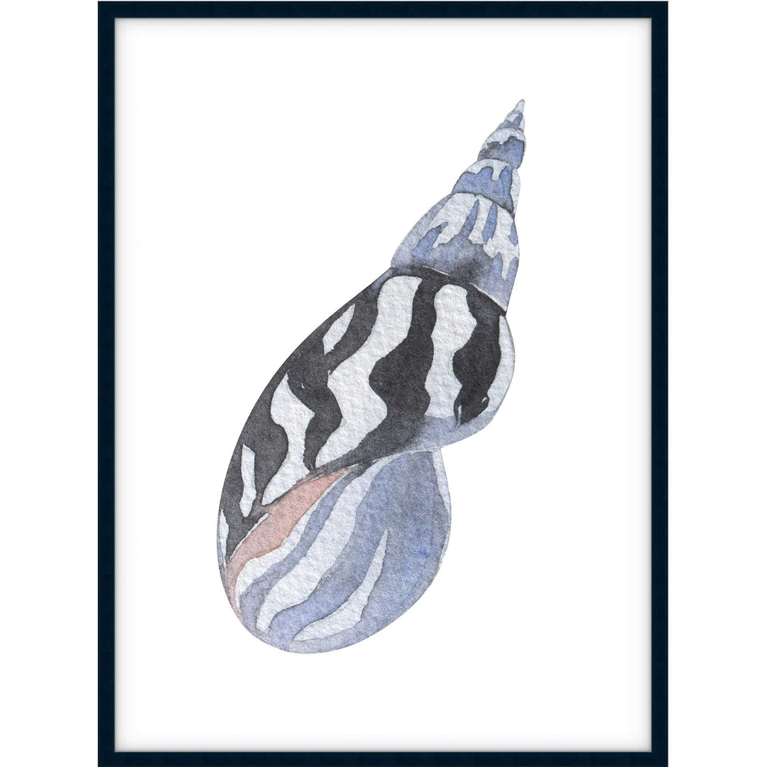 Shell no.3