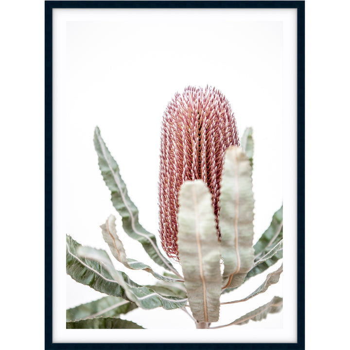 Banksia III
