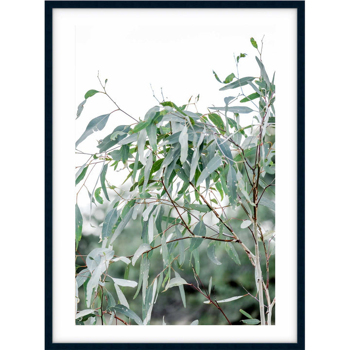 The Darling River Gum Leaves