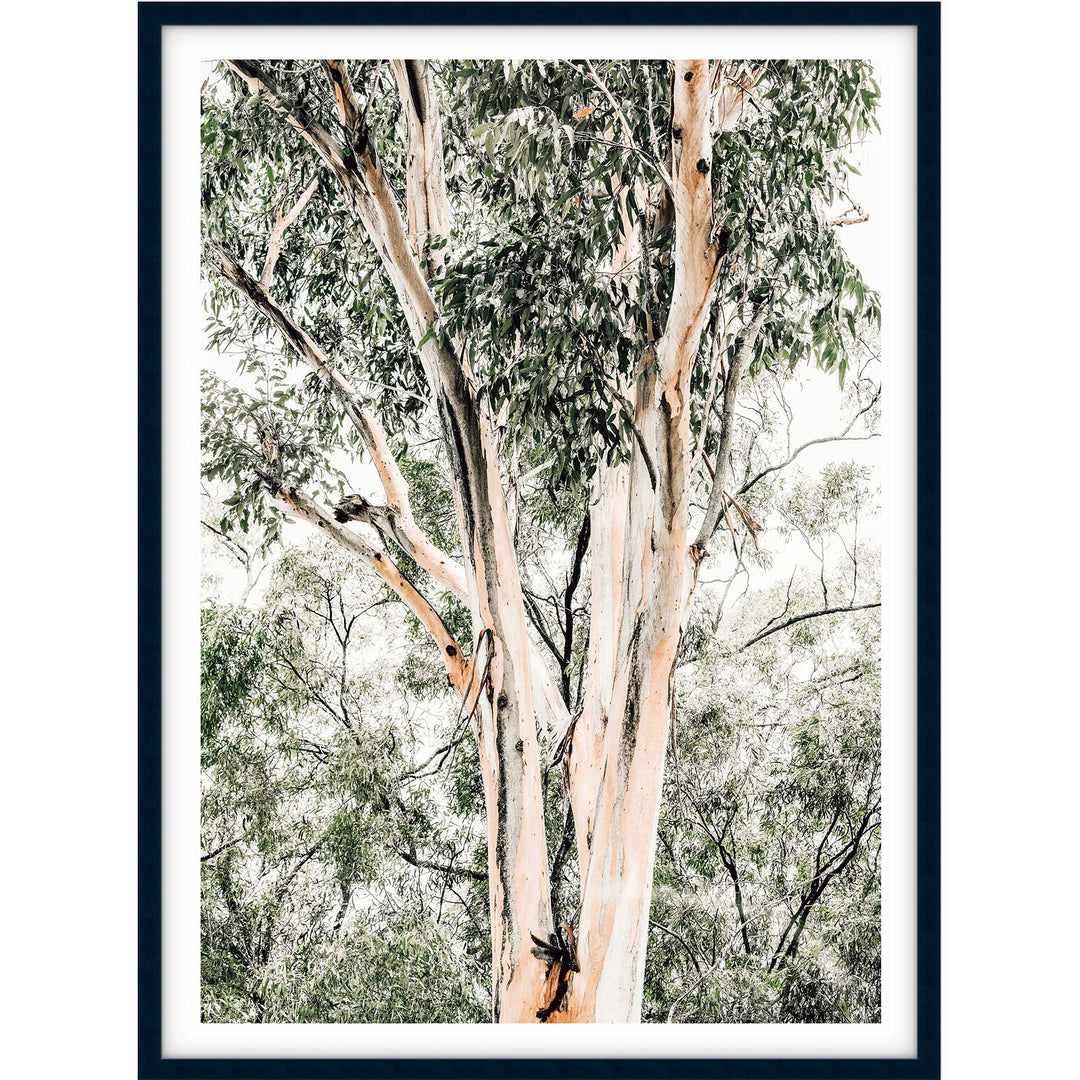 Valley Gumtrees III