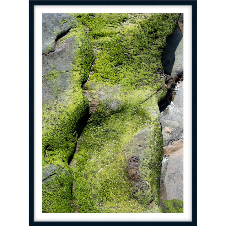 Salt & Moss III