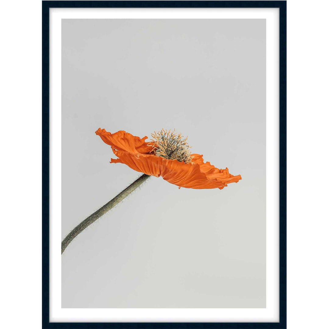 Tall Poppy I