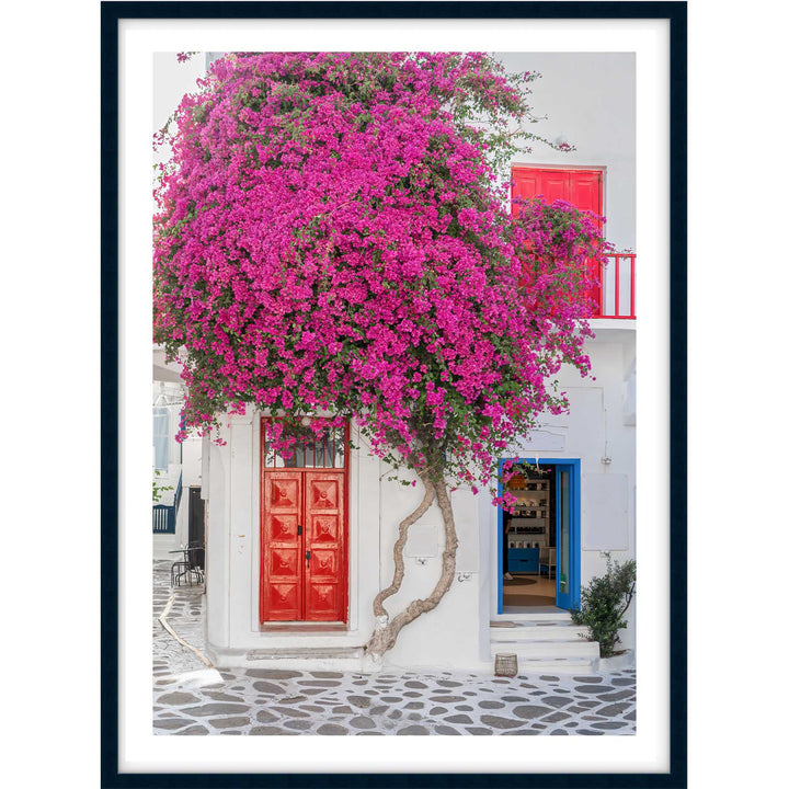 Wild Bougainvillea
