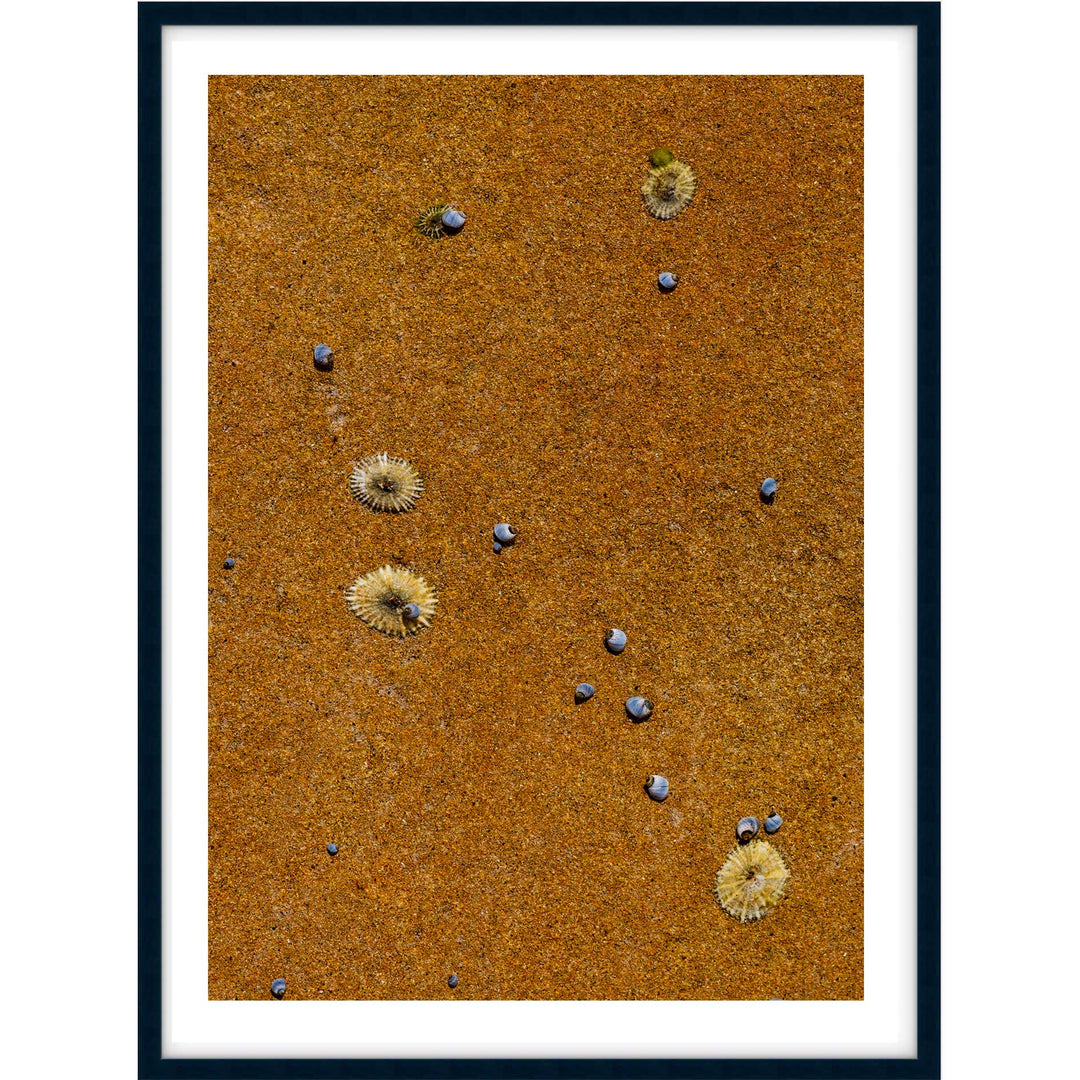 Drifted Treasures