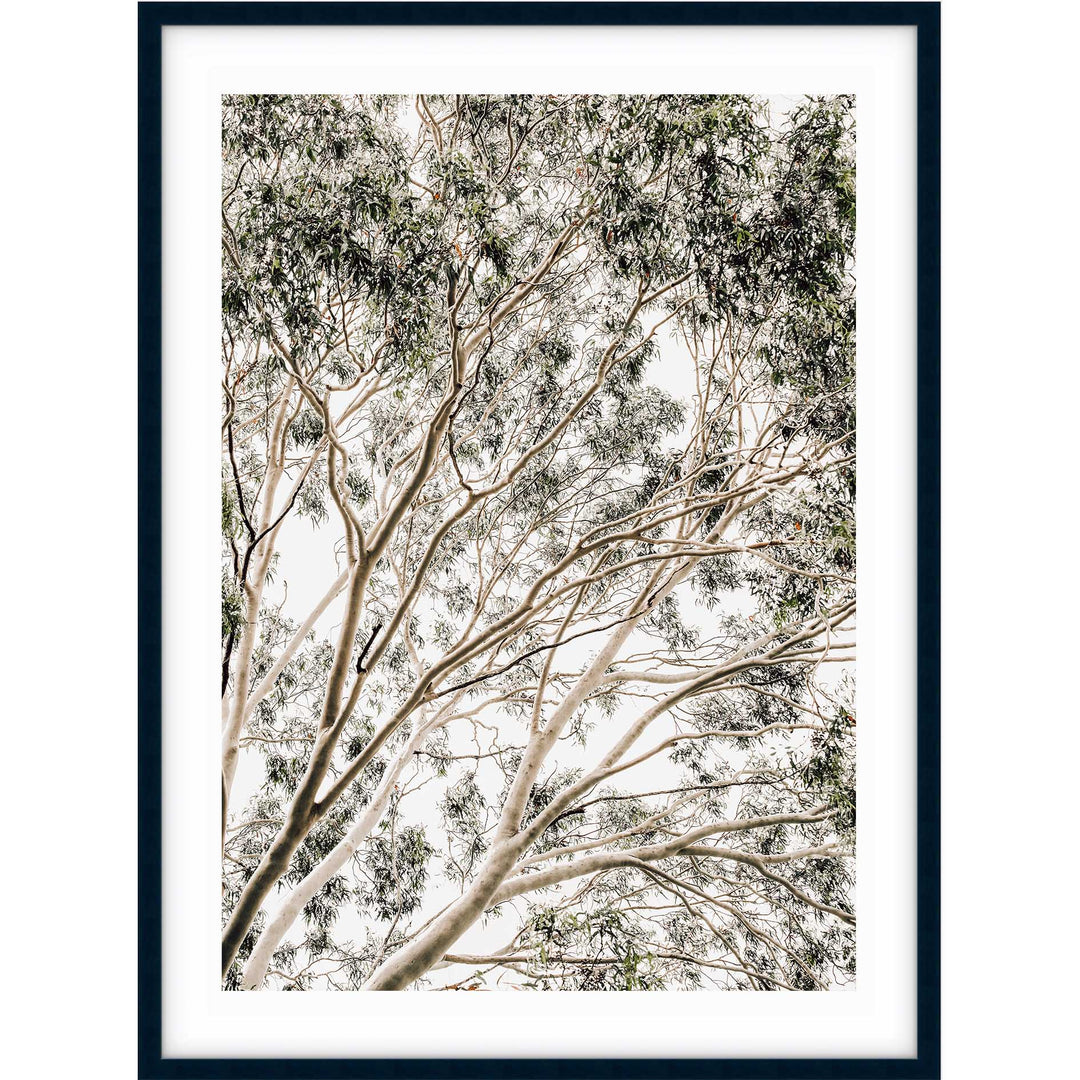 Valley Gumtrees II