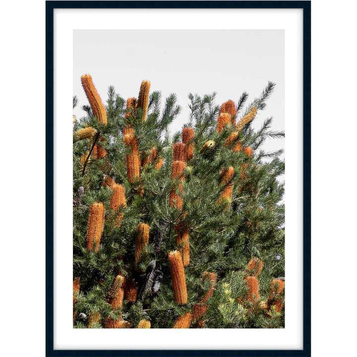 Wild Banksia I